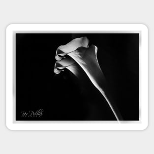 Calla Lilies B/W Sticker